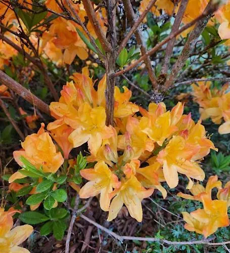 Stonecasa * Le Thillot